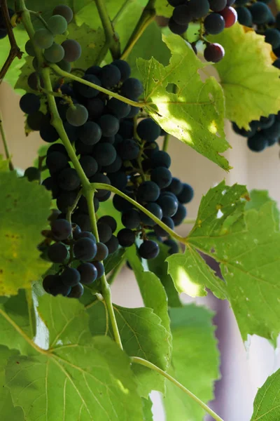 Un grappolo di uva blu scuro su un ramo in giardino . — Foto Stock