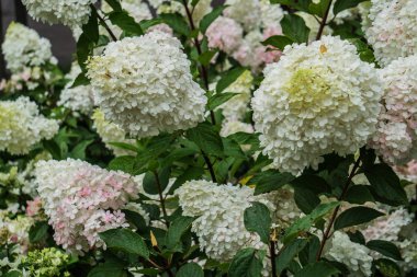 Bir şehir parkında beyaz ortanca çiçeklerile güzel soluk pembe.