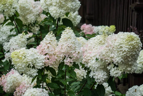 Belo rosa pálido com flores de hortênsia branca em um parque da cidade . — Fotografia de Stock