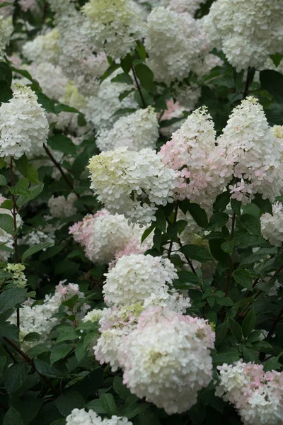 Krásná světle růžová s bílými hortenzie květy v městském parku. — Stock fotografie