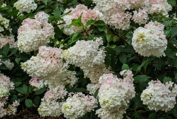 Bella rosa pallido con fiori ortensie bianche in un parco cittadino . — Foto Stock