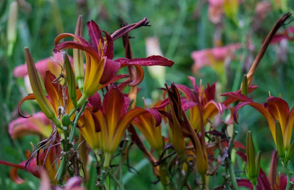 Hermosas flores de Borgoña florecieron en el jardín de la ciudad . —  Fotos de Stock