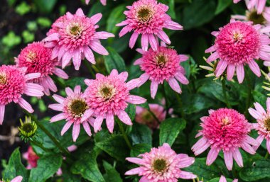 Bir şehir parkında bir çiçek tarhında güzel pembe ekinezya çiçekleri.