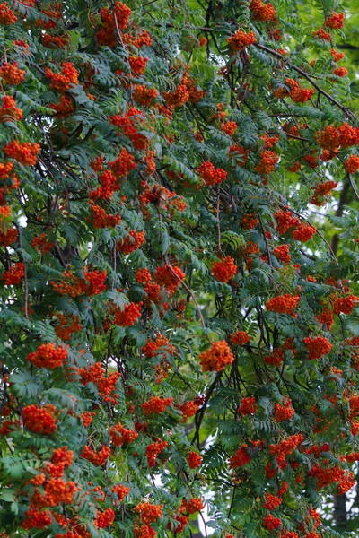 Pęki czerwonych popiołów górskich huśtawka na gałęziach silnych wiatrów. Jesienny krajobraz. — Zdjęcie stockowe