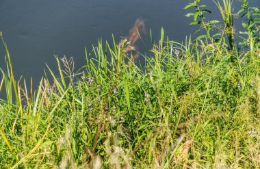 Yeşillikler ile çevrili nehrin manzarası, suya yansıdı.