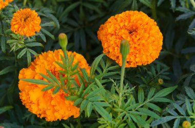 Portakal kadife çiçeği bir şehir parkında bir çiçek tarhında çiçek açtı.