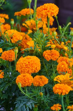 Portakal kadife çiçeği bir şehir parkında bir çiçek tarhında çiçek açtı.