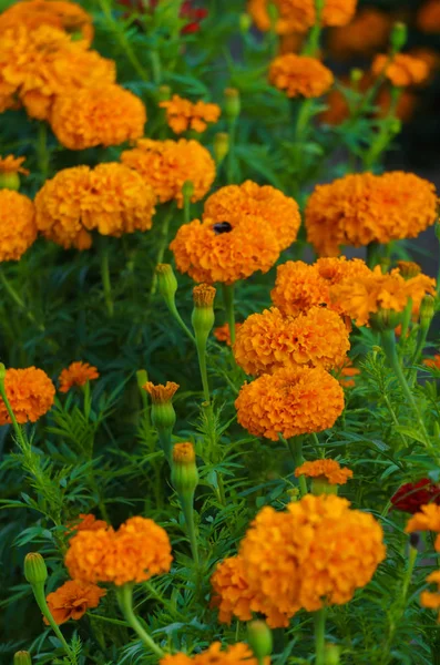 Orange marigolds bloomed in a flowerbed in a city park. — Stock Photo, Image