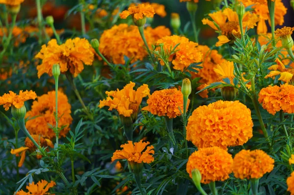 Orange marigolds bloomed in a flowerbed in a city park. — Stock Photo, Image