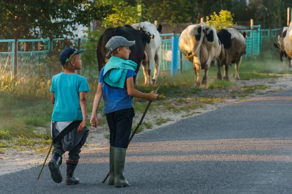 Dois vaqueiros levam as vacas do campo para casa. Paisagem rural . — Fotografia de Stock