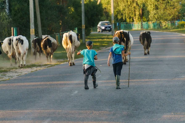 Dois vaqueiros levam as vacas do campo para casa. Paisagem rural . — Fotografia de Stock