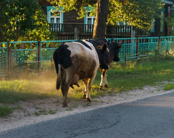 As vacas voltam para casa do campo na aldeia. Paisagem verão . — Fotografia de Stock