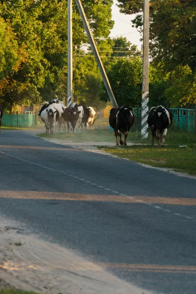 As vacas voltam para casa do campo na aldeia. Paisagem verão . — Fotografia de Stock