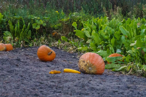 Abóboras espalhadas no campo em uma fazenda ecológica . — Fotografia de Stock