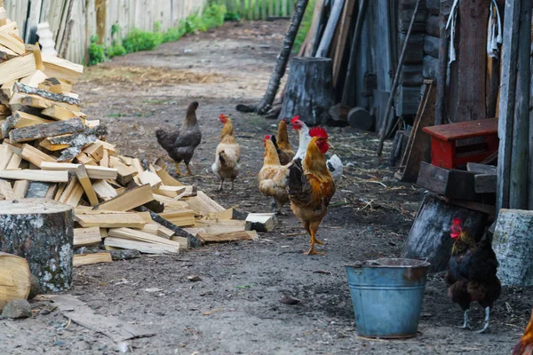 Hens peck grain in a rural yard. Summer landscape. — Stock Photo, Image