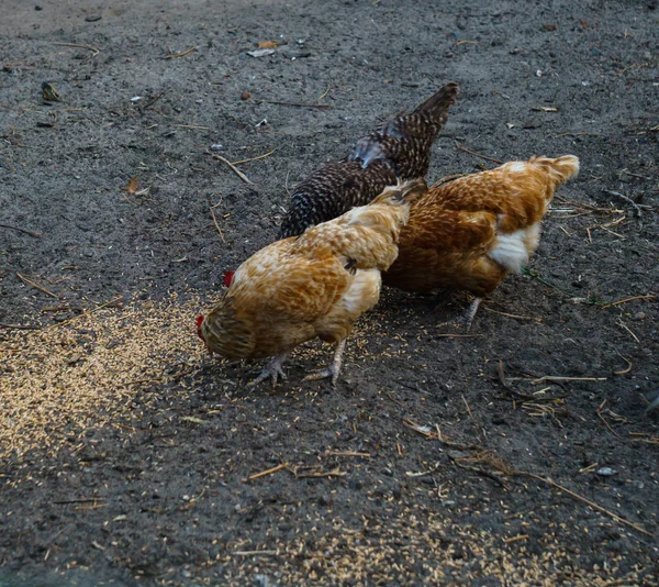 Hens peck grain in a rural yard. Summer landscape. — Stock Photo, Image