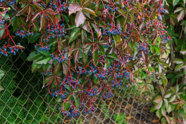 Дикий виноград изгородь с голубыми ягодами. Осенний пейзаж . — стоковое фото