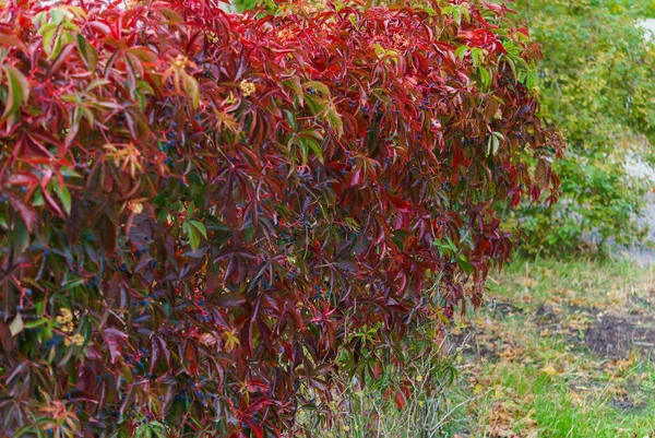 Wilde druiven heg met blauwe bessen. Herfstlandschap. — Stockfoto