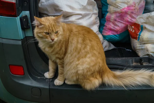 庭の車のトランクの中に赤い猫が座っている. — ストック写真