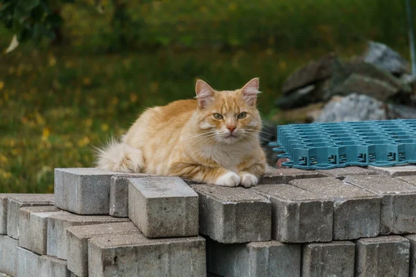 Un gatto rosso siede sulle pietre della pavimentazione nel cortile . — Foto Stock