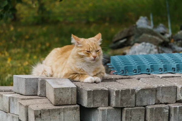 빨간 고양이는 마당에 있는 포장용 돌 위에서 잠을 자고 있다. — 스톡 사진