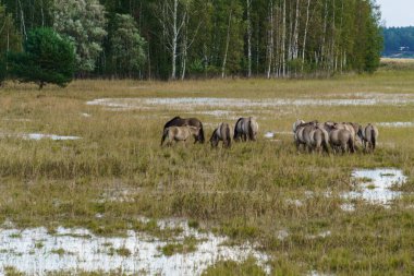 A herd of wild horses grazes in flood meadows by the river.