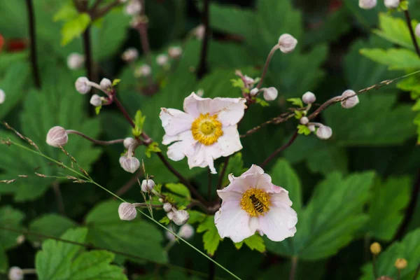 Lovely white-pink Japanese anemone flowers in a city park.