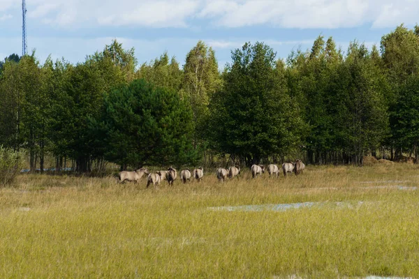 Uma manada de cavalos selvagens pastoreia em prados de inundação junto ao rio . — Fotografia de Stock