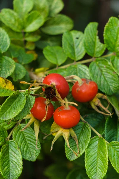 Amadurecendo quadris de rosa vermelhos em uma filial em um parque . — Fotografia de Stock