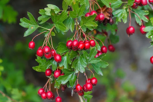 Green branches of hawthorn strewn with red berries. — Stock Photo, Image