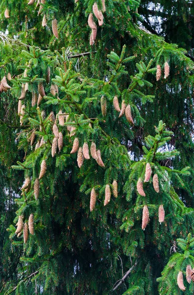 Árvore de abeto com cones jovens crescendo nele . — Fotografia de Stock