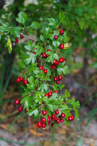Gröna grenar av hagtorn beströdda med röda bär. — Stockfoto