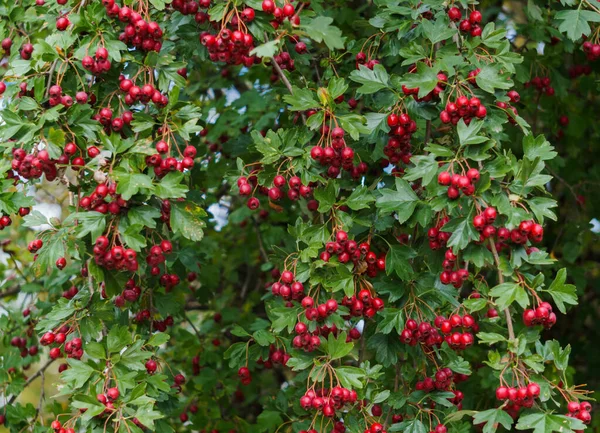 Zielone gałęzie głogu pokryte czerwonymi jagodami. — Zdjęcie stockowe