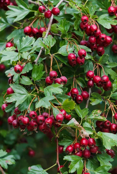 Ramas verdes de espino esparcidas con bayas rojas . — Foto de Stock