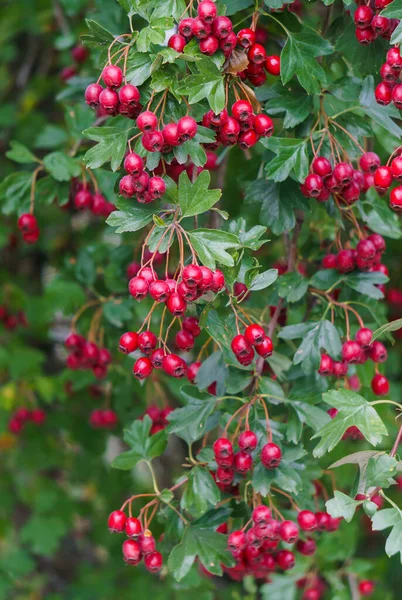 Gröna grenar av hagtorn beströdda med röda bär. — Stockfoto