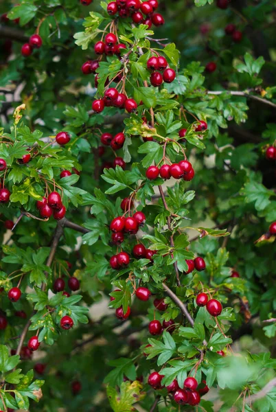 Gröna grenar av hagtorn beströdda med röda bär. — Stockfoto