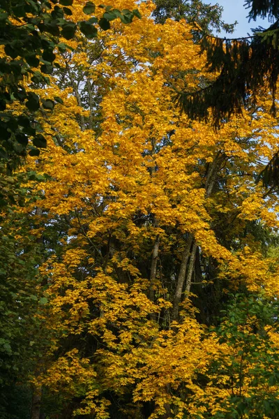 Golden colors of autumn in a city park. Autumn landscape.