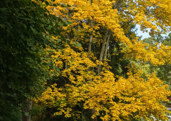Golden colors of autumn in a city park. Autumn landscape.