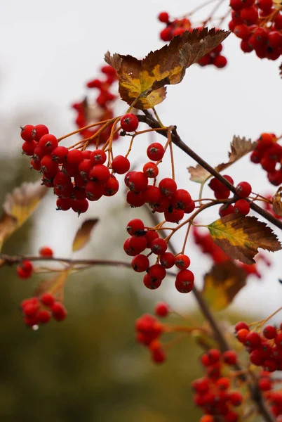 Ветви красной горной золы с кластерами красных ягод. Осенний пейзаж . — стоковое фото