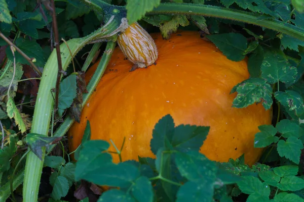 Jonge oranje pompoen groeit in de tuin in het gras. — Stockfoto