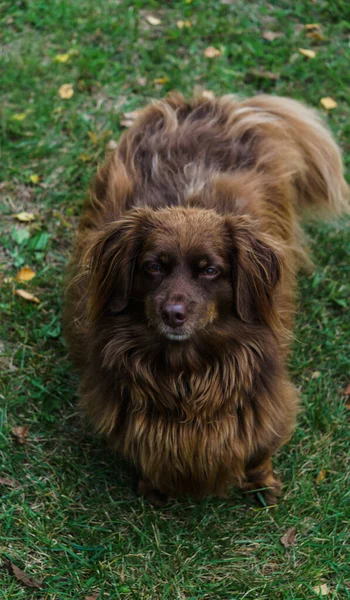 Kahverengi uzun saçlı sevimli bir köpek sahibinin gözlerine dikkatlice bakar.. — Stok fotoğraf