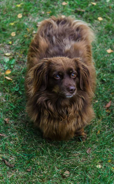 Ніжна собака з коричневим довгим волоссям ретельно дивиться в очі власника . — стокове фото