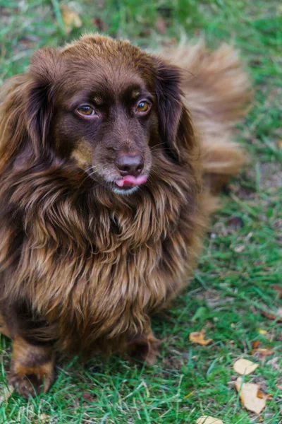 Kahverengi uzun saçlı sevimli bir köpek sahibinin gözlerine dikkatlice bakar.. — Stok fotoğraf
