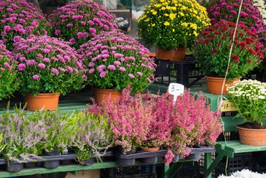 Satılık çok renkli buketler..