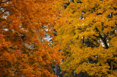 Scattered with yellow-orange leaves, maple tree branches in the park.