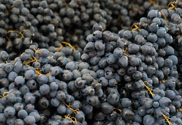 Belos cachos uvas azuis no mercado . — Fotografia de Stock