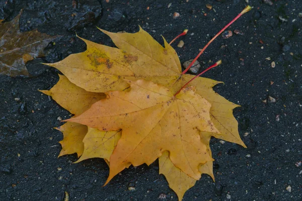 Arce hojas amarillo-anaranjadas en el pavimento después de la lluvia . —  Fotos de Stock