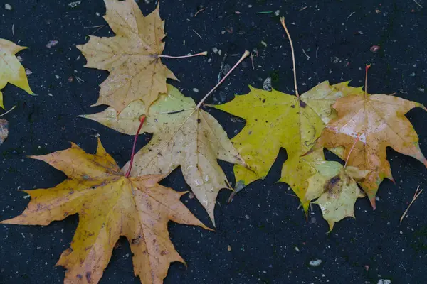 Arce hojas amarillo-anaranjadas en el pavimento después de la lluvia . —  Fotos de Stock