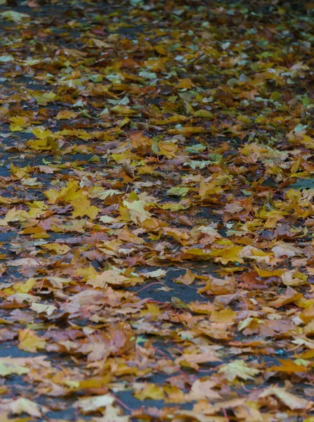 Juhar sárga-narancs levelek a járdán eső után. — Stock Fotó