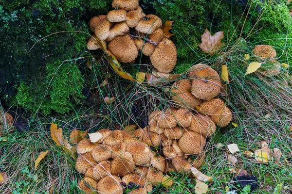 Duża grupa grzybów jesiennych rośnie wokół drzewa w lesie. — Zdjęcie stockowe